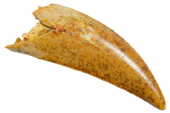 Serrated Raptor Tooth - Real Dinosaur Tooth #364859
